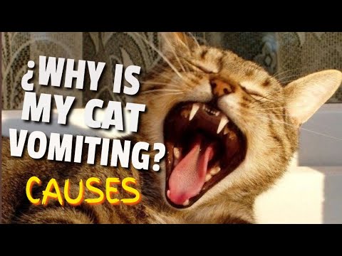 🙀WHY YOUR CAT IS VOMITING (Vomit Colors)