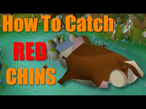Red Chins Rs3