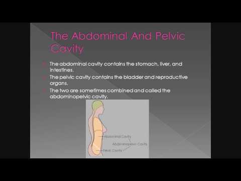 Body Cavities