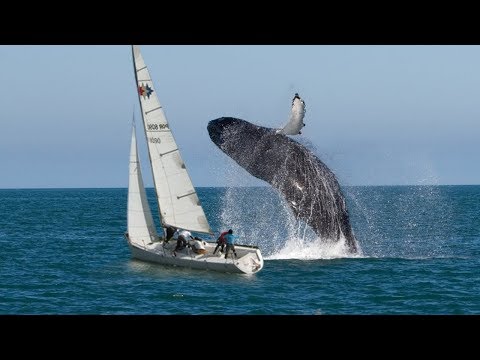 Yachts and Boat Fails compilation ✦ Crazy Boat Crashes Caught on Camera