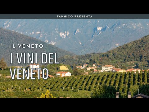 Veneto Wines | Tannico Flying School