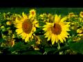 You are my Sunshine &  Let the Sun Shine in ~ Anne Murray