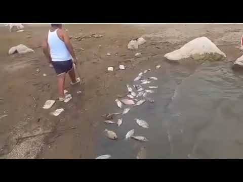 Mortandad de peces en la Represa "Gallito Ciego", en Contumazá - Cajamarca - Perú: 23 de ABRIL 2024.