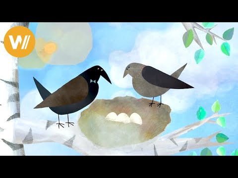 White Crow is bullied for being different—but she becomes the hero who saves her entire flock!