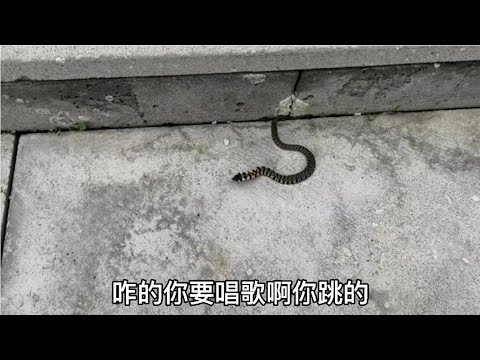 蛇七寸位置