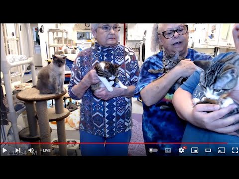 Introducing 3 New Kittens 03-27-2023 -- Friends of Felines Rescue Center (FFRC)
