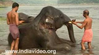 Time for bath for the tusker of Kodanad