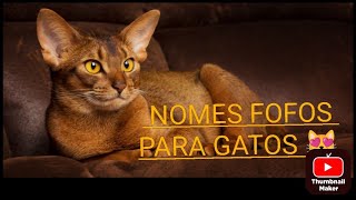 Nomes Lindos e Fofos para Gatos Machos 😻😻 #gatosfofos