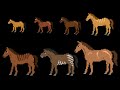 Prehistoric Horses The Kids Picture Show