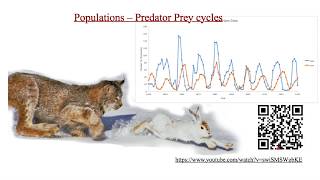 Populations   predator prey cycles