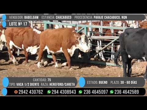 LOTE 17 | Vacas 1/2 Diente Hereford y Careta