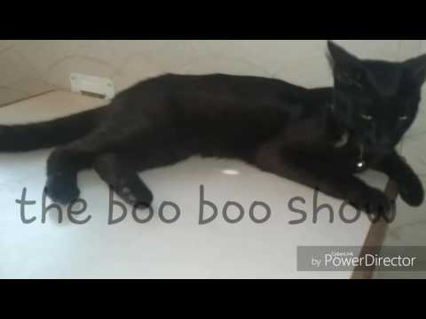 The boo boo show