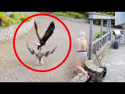 Breastfeeding Mother Rescues Pet Goose from Eagle Attack: 'This Is Mom Life'