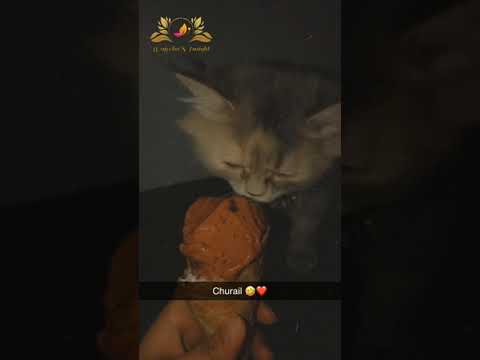 My Cat's Obsessed With Ice cream #short #youtube_short_beta