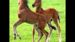 The Mighty Lemon Drops- Midnight