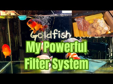 Inside My Goldfish Filtration Setup – Turnover Box Filter Explained