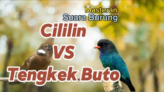 Download lagu Cililin coklat x Tengkek Buto | Masteran Unik mp3 Download lagu Cililin coklat x Tengkek Buto | Masteran Unik mp3