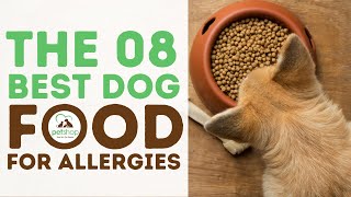 The Best Dog Food for Allergies Guide and Reviews