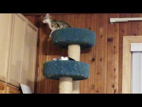 Roseanne is first up on the cabinet. Sunny too.