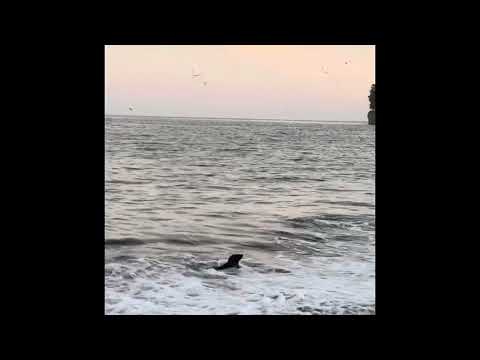 Seal pulling up to the shores of the Santa Cruz Main Beach 