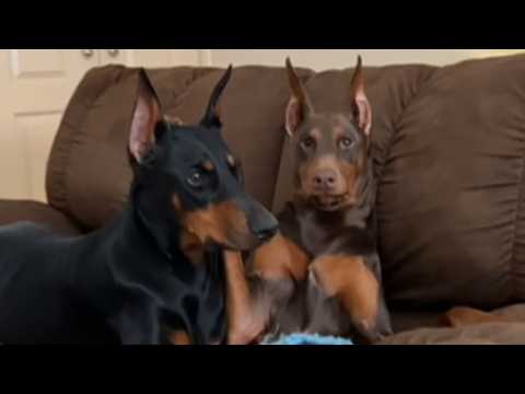 Nobody Wanted These Two Dobermans—Returned Separately Until ONE Family Took Them Both