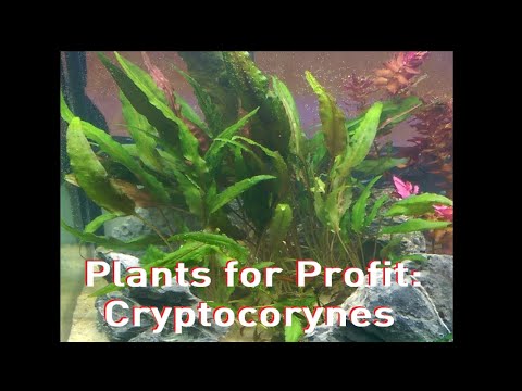 Plants for Profit: Cryptocorynes - My Secrets Revealed!
