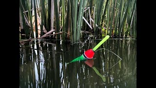Про карпа и карася в камышах