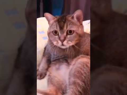 Rat & Cat fun#Sudhirvlog