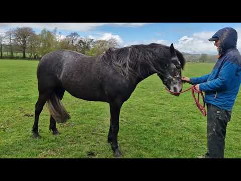 CONNEMARA PONY - Image 2