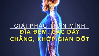 Đĩa đệm, Các dây chằng, và Khớp của cột sống