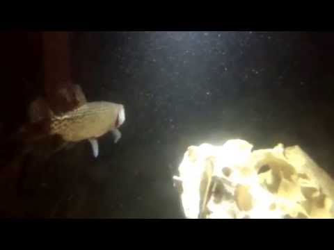 African Odoe Pike feeding on tilapia