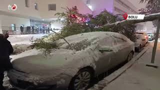 Park Halindeki Araçların Üzerine Ağaç Devrildi