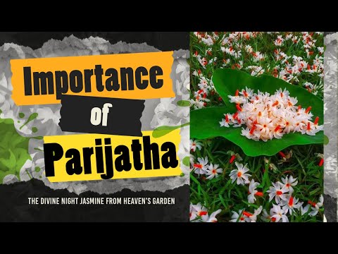 Parijat Flower – The Divine Night Jasmine from Heaven’s Garden @Jothishi Why Krishna Gifted ?