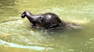 preview picture of video 'Baby Elephant Swimming'