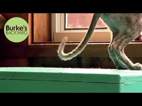 Burke's Backyard, Cat Behaviour Part 2- Tail Flicking