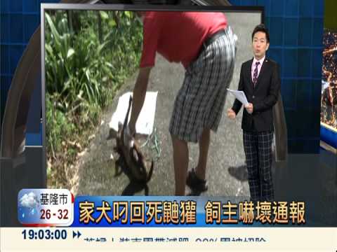 確認"貂"咬傷人 狂犬病毒檢驗中