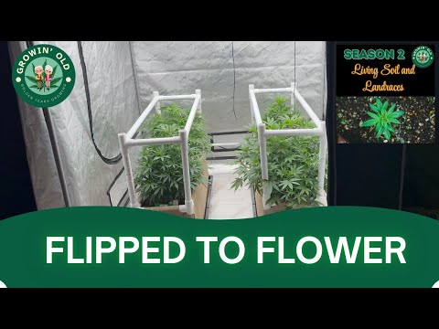 Day 78 Grow Update: Durban Poison, Lebanese & Afghan in Full Flower