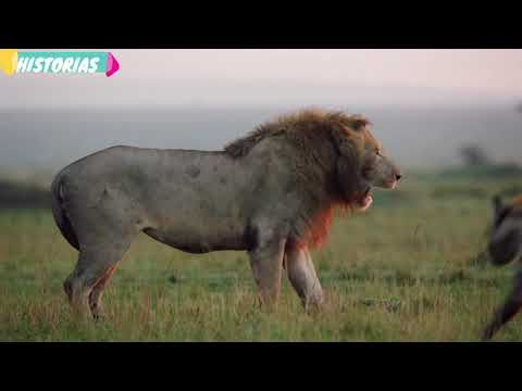 EMOTIVO VIDEO DE UN LEÓN QUE LE AGRADECE A SU COMPAÑERO POR SALVARLE LA VIDA