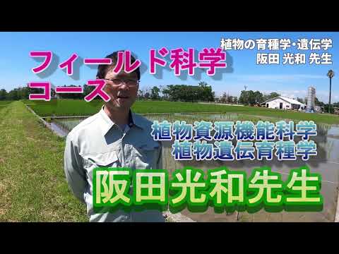 【フィールド科学コース】教員紹介（植物遺伝育種学ほか・阪田先生）