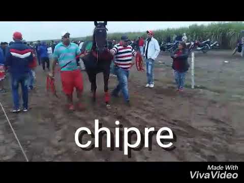 , title : 'Club hipico los ralos (chipre vs ruano)'