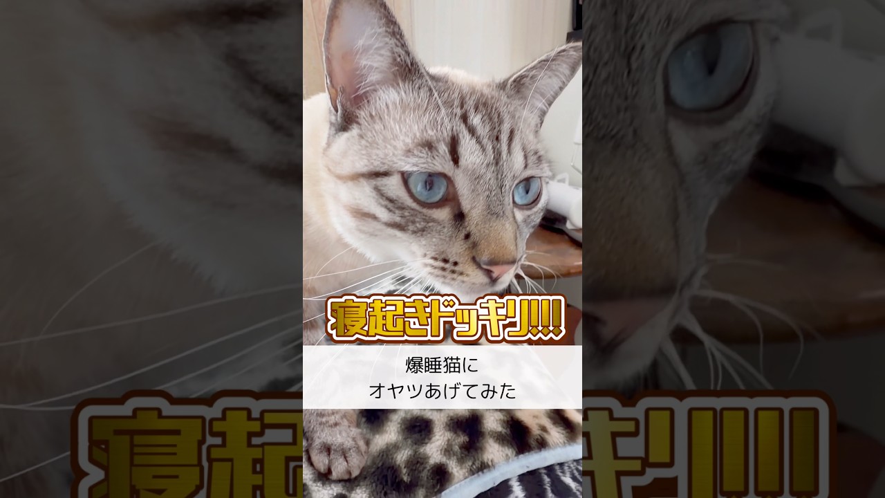 寝ている猫にドッキリしかけてみたw【保護猫ジルベール】 #cat #ネコ #保護猫