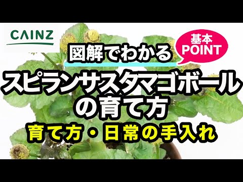 園芸 野アザミ、シルク デ シャン、エショーサイド、ピコ、カードロン、シェルドゥ
