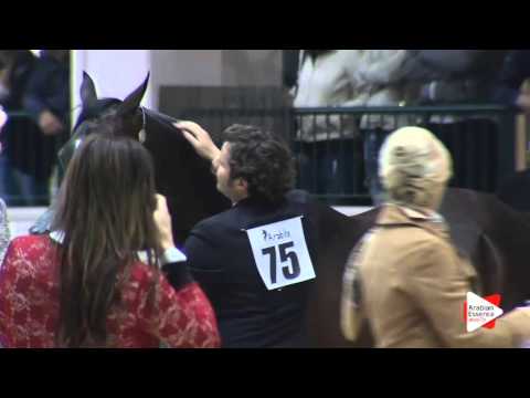 N.75 MAHARANI - Milan 2016 - Mares 7-9 years old (Class 8)