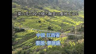 菜の花の段々畑と陶芸の聖地 上海から行く江西省2泊3日の旅