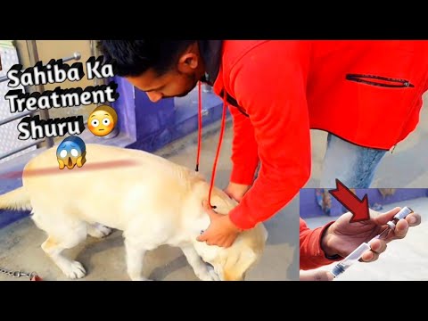 Sahiba Ke Kyu Injection💉Lagaya 😱💉😳 #pets #petslover