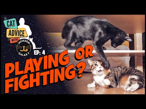 YouTube video about: Are my cat and kitten playing or fighting?