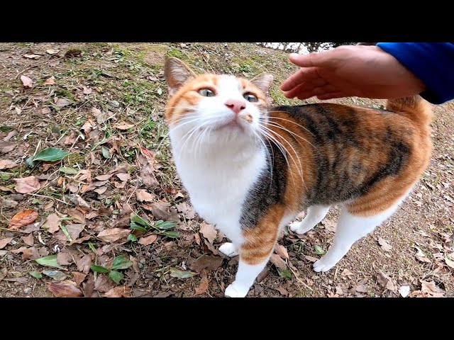 野生を失いつつある三毛猫。人類をマッサージ器具と勘違い！？のサムネイル画像