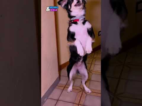 The dog | TikTok Momo and Kika