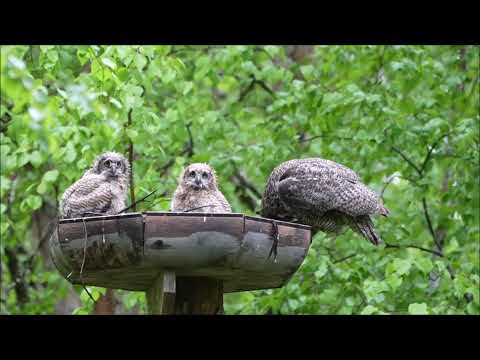 Great Horned owl nest platform