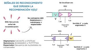 Recombinación V D J
